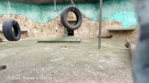 Люська и Стёпка вместе  ОРАЛИ, а потом дружно собирали! Лучшее угощение для гамадрил!