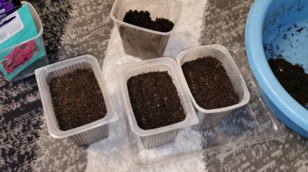 Посевы продолжаются петуния на рассаду 2026! Важные работы в теплице в феврале.