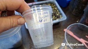 Занялась пересадкой своих торопыжек 🌱Не думала ,что так быстро пройдут в рост🤷♀️