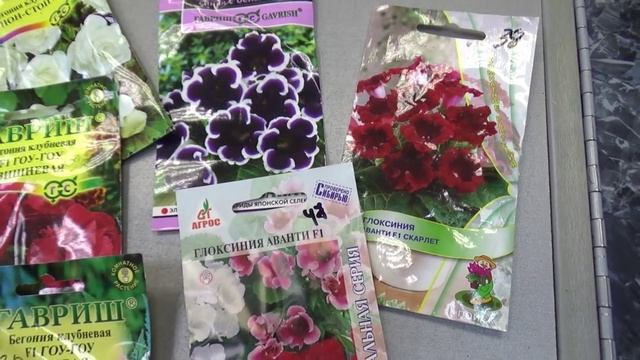 2215.  ВПЛ,бегонии ,глоксинии, немного о них