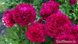 Старинный и шикарный пион Кэрол