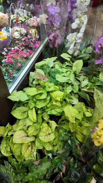 Вьющиеся растения - это какие? Ампельные, лианы или...