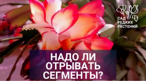 Правда или миф? Отрывание сегментов шлюмбергеры \ декабриста стимулирует цветение