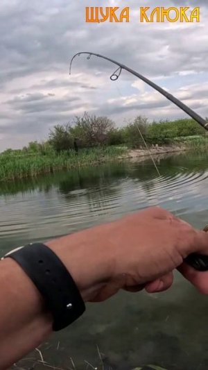 🔥 Выманил крупную щуку из камышей 🔥 #рыбалка #щука #шортс #спиннинг