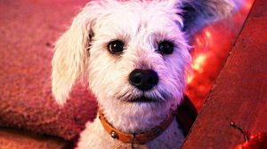 Супергёрл — “Малыш Крипто” Русский трейлер (Субтитры, 2026)