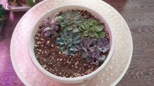 Болталка ● Освещение для суккулентов ● Как правильно организовать подсветку для комнатных цветов ●