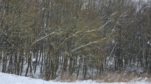 Увлекательное путешествие по лесу. УНИКАЛЬНЫЕ КАДРЫ С ФОТОЛОВУШКИ!