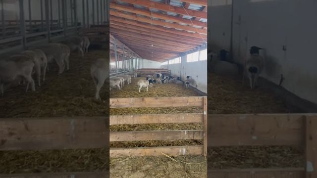 Кормосмеситель 1.5 куб. м, Турция