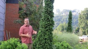 Thuja occidentalis 'Degroots Spire'