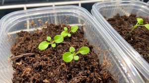 Пикировка петунии Тайдал.