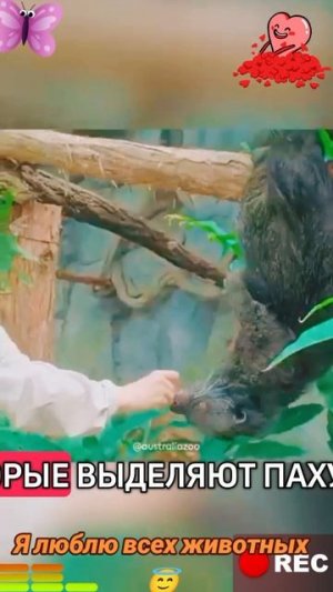 Животные приколы и не только😅