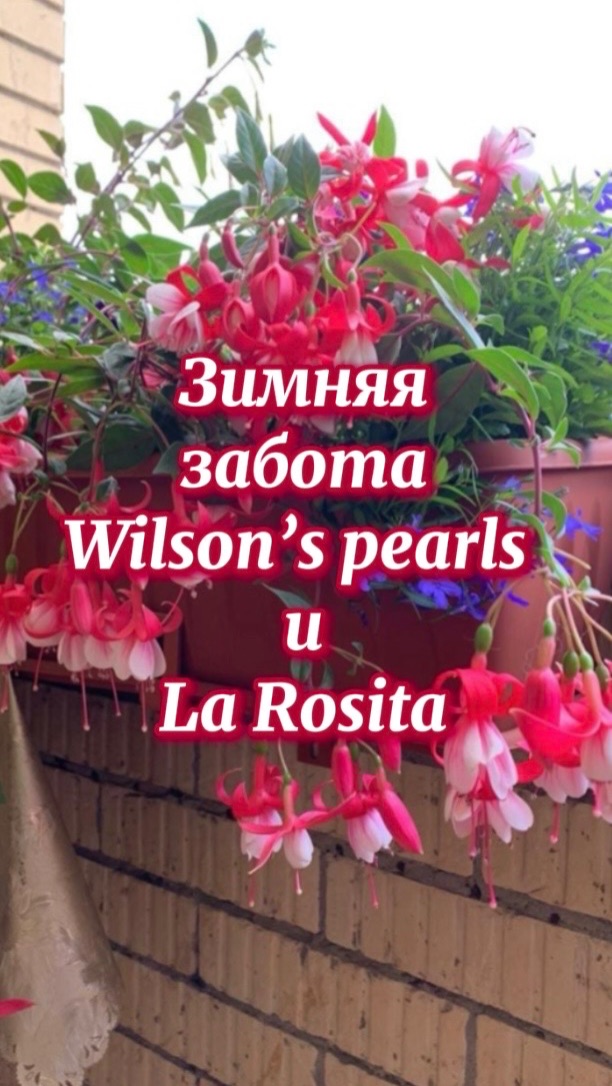 Краткий анонс «Про фуксии»