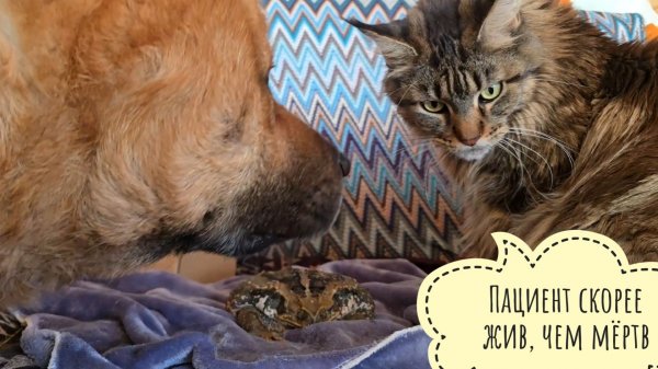 Как дела у жабы Брунгильды? Кошка Морошка и Пёс Кубик всё проверили и выяснили