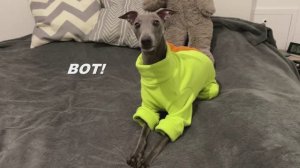 ВЫ ШУТИТЕ? ЧТО ЭТО ЗА ПОДАРОК?