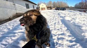 Собака больше не нужна ! Страус сел на яйцо ! ХУТОР В ЛЕСУ №968