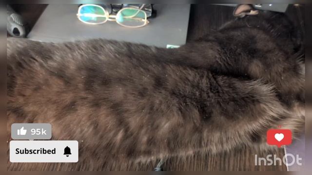 ПОБЕГАЛИ ПОКУШАЛИ УСИЛЕННО НУ ПОРА И ПОСПАТЬ ВО ВСЮ ДЛИНУ НАБЕРЁМ СИЛ НА НОЧНЫЕ ГОНКИ