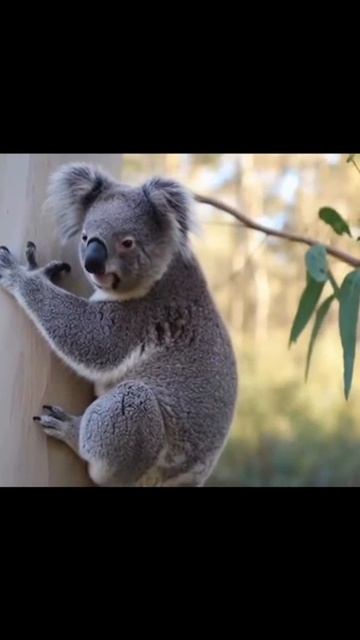 #животные #дикаяприрода #природа360 #дикимир #живоймир #жизньвдикойприроде