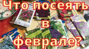 Причина погибших огурцов.Мои посадки в феврале. Сею петунью.