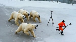 Погони Диких Животных, Снятые на Камеру #3