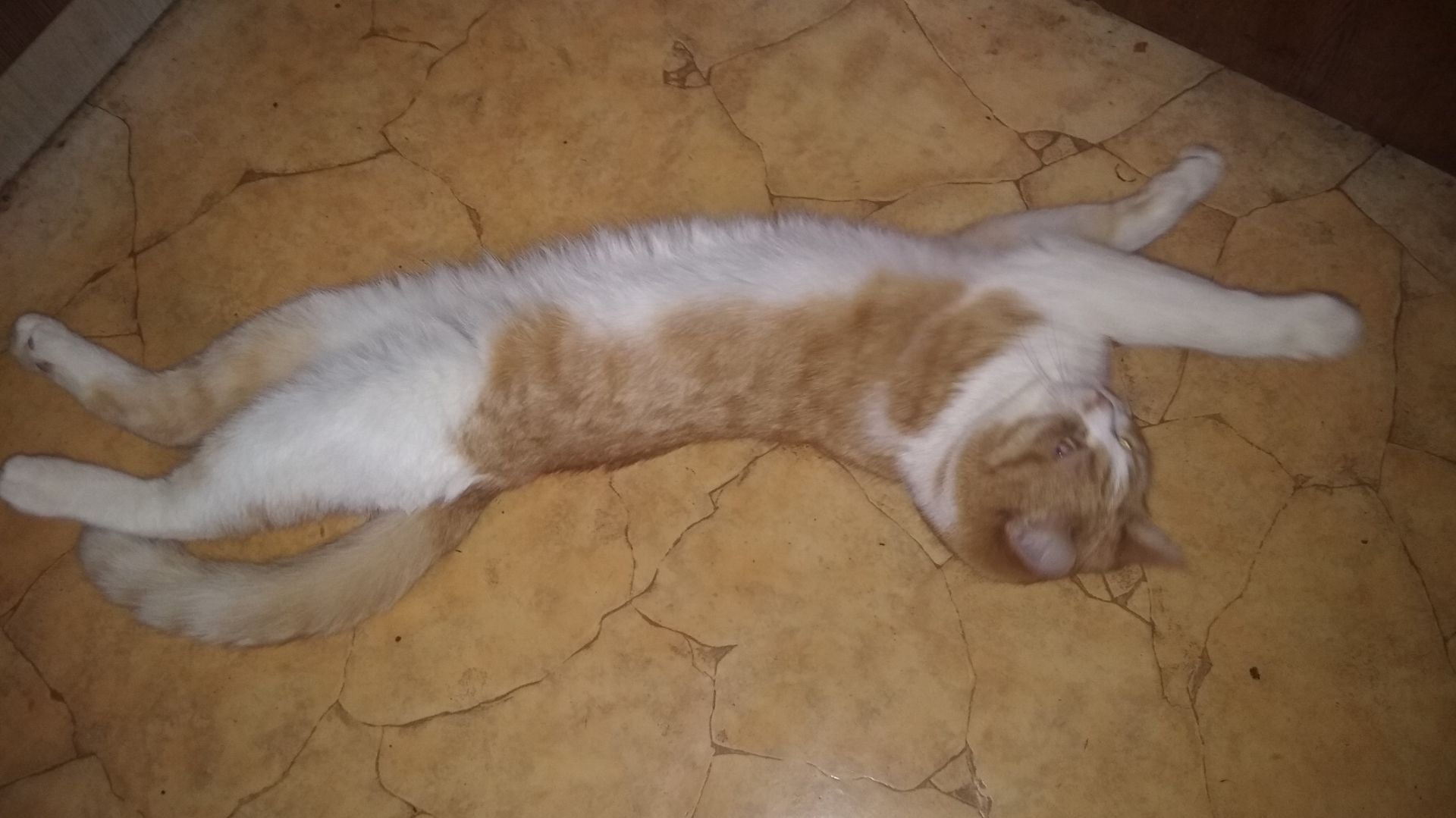 БЕЗ КОТА И ЖИЗНЬ НЕ ТА😂😂 смотреть онлайн