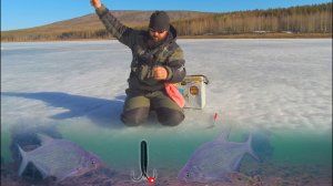 Смена мормышек ЭФФЕКТИВНА ! Ловлю подлещиков на чертей и коз. Последний лёд.