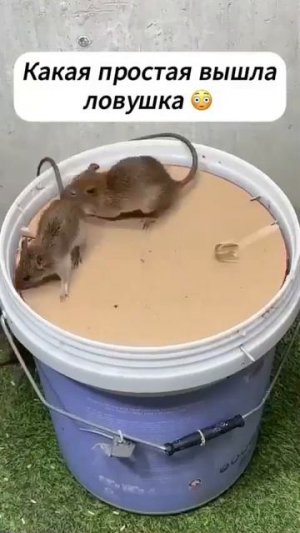 Как создать гуманную ловушку для грызунов?