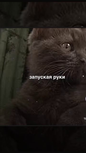 Котики