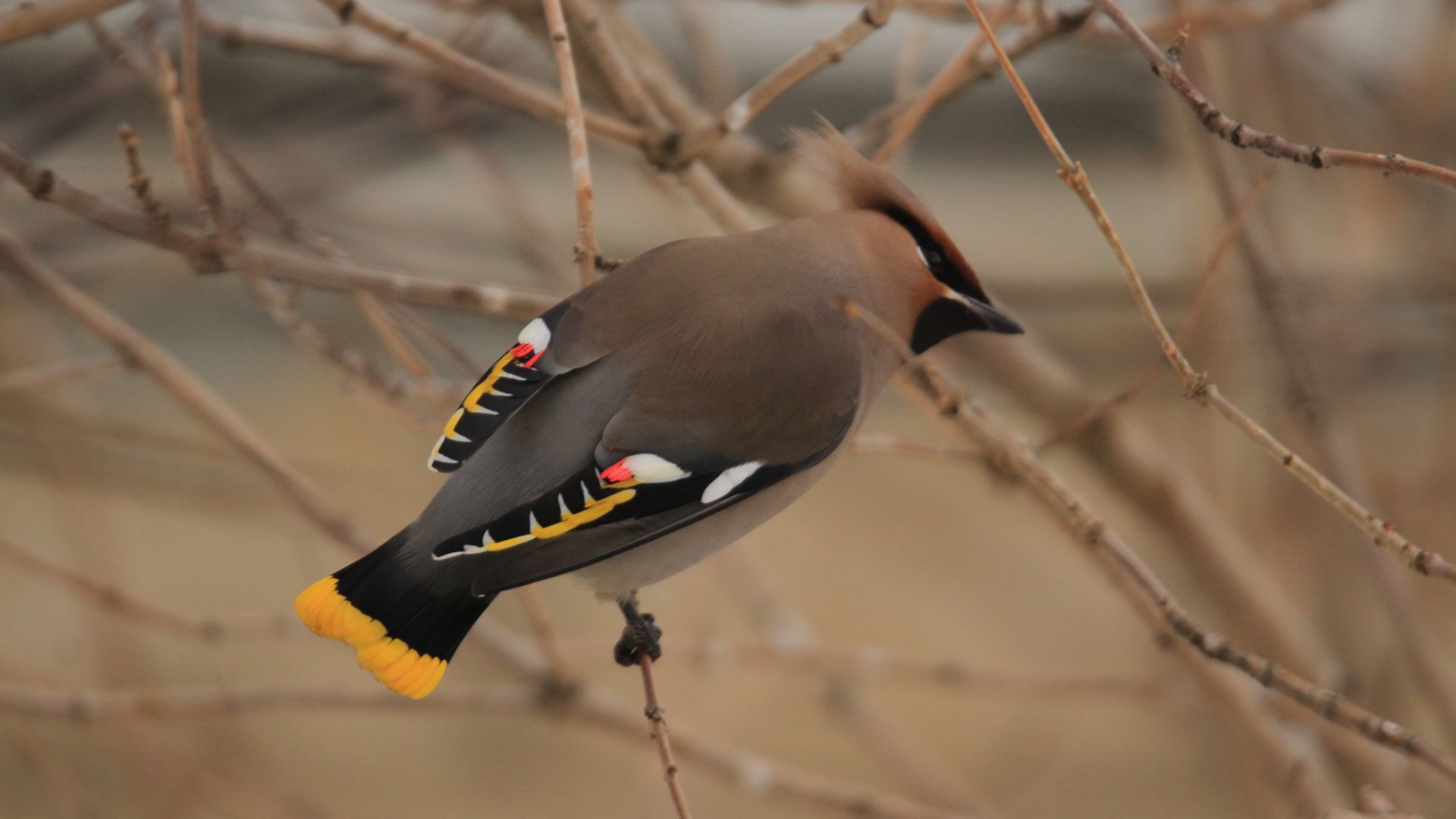Один день из жизни свиристелей смотреть онлайн