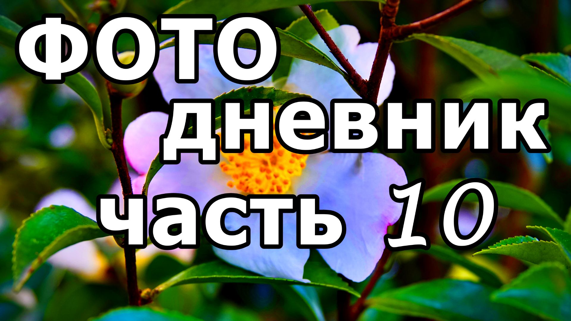 ПАРК «ЮЖНЫЕ КУЛЬТУРЫ»! ФОНТАН, КАМЕЛИИ, МАГНОЛИИ, ПАЛЬМЫ! ФОТО СЛАЙД-ШОУ. АДЛЕР. 23 НОЯБРЯ 2025 ГОДА смотреть онлайн