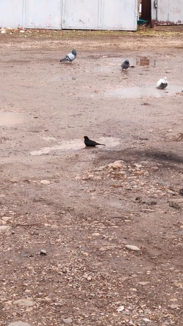 Скворец принимает ванну 🐦 смотреть онлайн