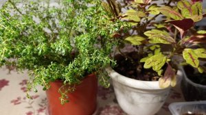 Черенкую. Сколько колеусу нужно воды.