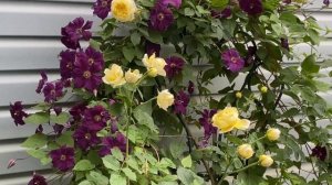 Клематисы в кашпо - особенности выращивания!