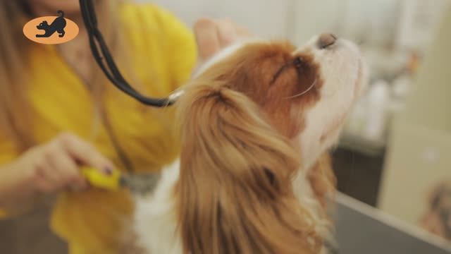 Short Documentary Film