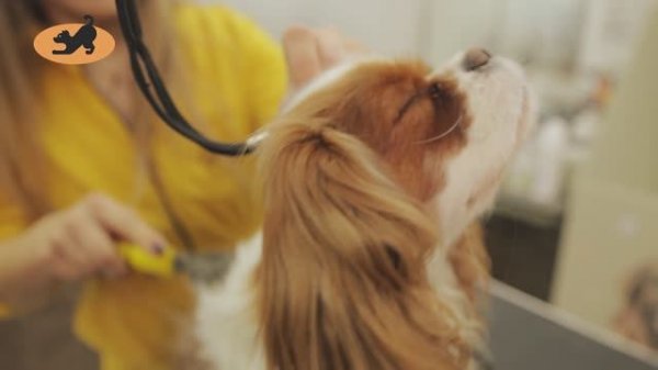 short documentary film