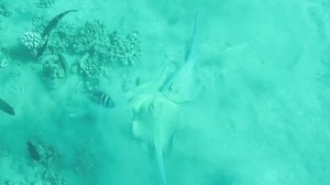 Тэниура-лимма.Красное море. Марса-Алам. Бухта Марса-Дабр. Август 2025