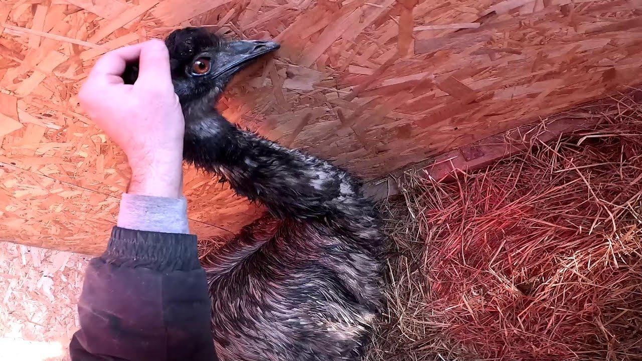 Псих стал добрым ! Сломалась машина ... Мороз капец ! ХУТОР В ЛЕСУ №965