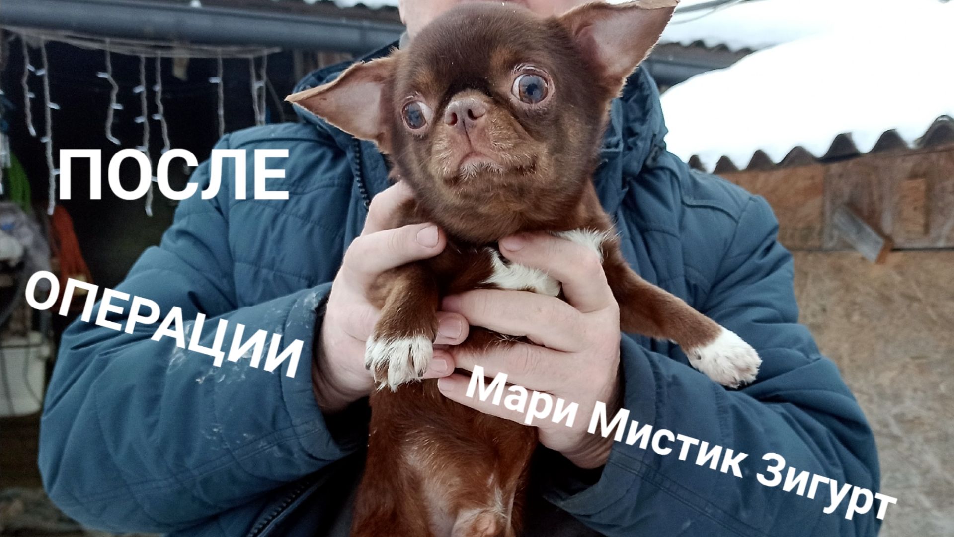 #чихуахуа Зигурт после #операция_кастрация 09/02/26 #купить_чихуахуа_продаю +79215950848 смотреть онлайн