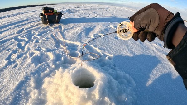 ТОЛЬКО ОПУСТИЛ безмотылку в РАКУШЕЧНИК, КАК КИВОК ВНИЗ. Рыбалка на реке зимой в 2026