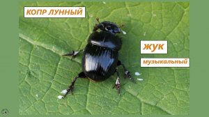 Копр лунный - почти чревовещатель. Жук "разговаривает" брюшком