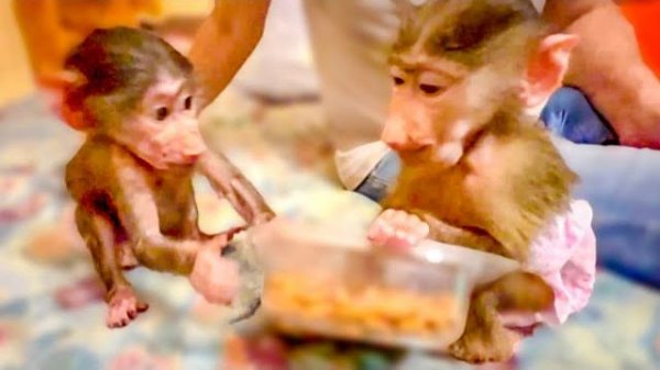 Манечка ДЕВОЧКА-ДЕВОЧКА, а Степку пришлось уже просто ОТРУГАТЬ чтобы не обижал девочку)))