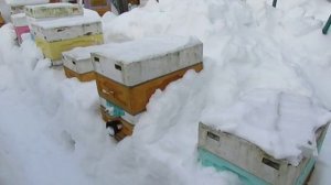 февраль и обещают плюсовую погоду, какие проблемы могут возникнуть у пчел , 9.02.2026