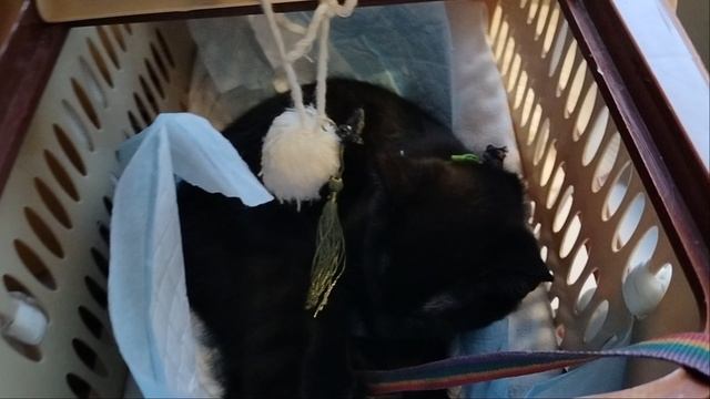 В поезде всегда хорошо спится!