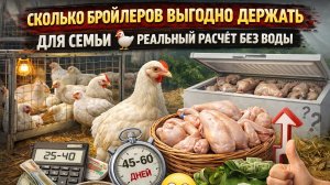 Сколько бройлеров выгодно держать для семьи 🐔 Реальный расчёт без воды