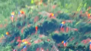 Красные ара (Ara macao cyanoptera) в Белизе