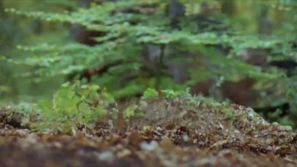 Робин Гуд_ Принц воров - Robin Hood_ Prince of Thieves (1991) трейлер - pretty-random-movies.ru