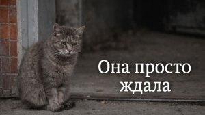 Жизненная история пожилых людей, которые приютили кошку после смерти хозяйки