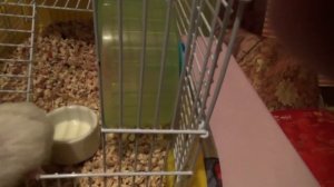 Кормим хомяка Кузю. Тест видео на камере Sony HDR CX320E