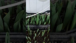 Выгонка тюльпана к 8 марта из луковицы после выгонки