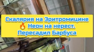Скалярия на Эритромицине 🔥 Неон на нерест. Пересадил Барбуса