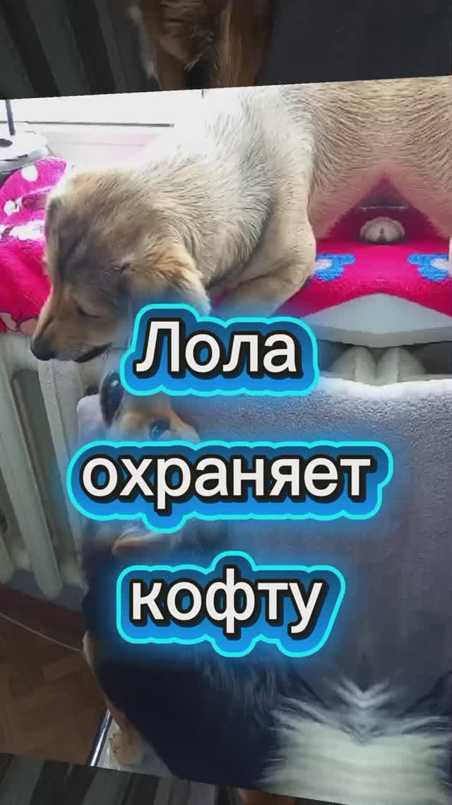 Собака охраняет вещи